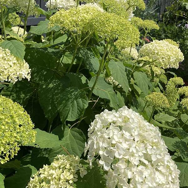 hydrangea annabelle in a cottage garden design hydrangea in a cottage garden design